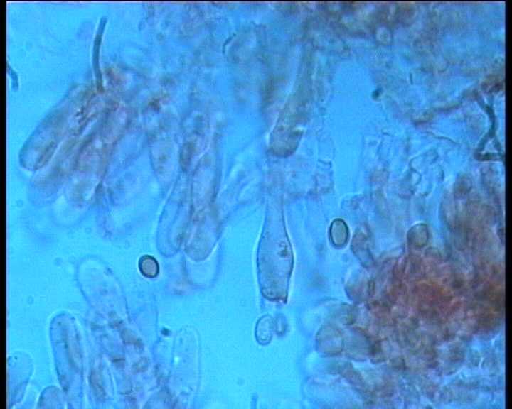 Leucocoprinus cepistipes    4. Giugno  2004